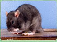 rat control Dalton In Furness