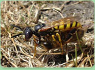 wasp control Dalton In Furness